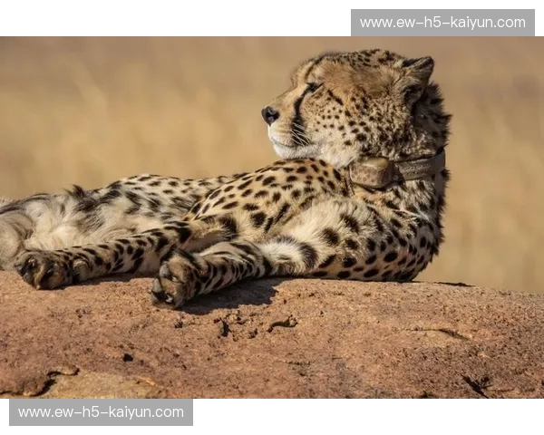 龙之魂遇上彩虹之风：当中国男篮遭遇南非猎豹，这不只是一场博弈